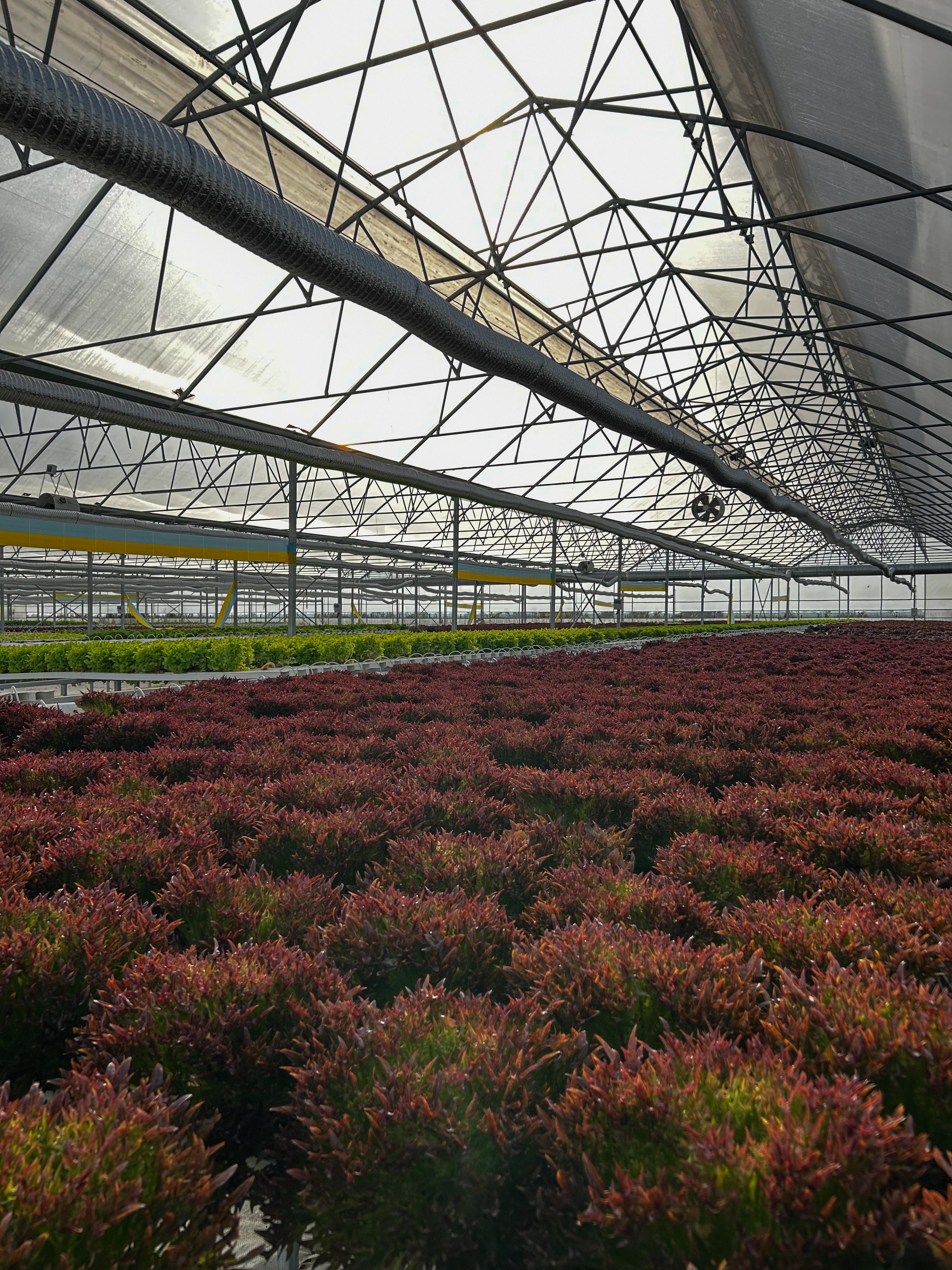 Inside Marmafarm greenhouse